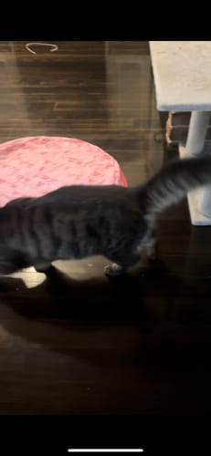 Customer photo review of 【BIG SALE】2 in 1 Simulated Interactive hunting cat toy