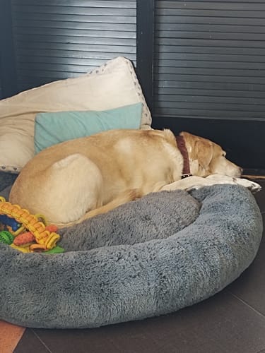 Customer photo review of Cama Antiestrés Para Perros