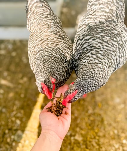 Customer photo review of GrubTerra Dried Larvae