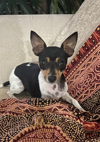 Customer photo review of Chicken Wingtips - Small Dog Treat