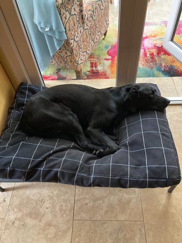 Customer photo review of HiK9 Bed with Grey Mesh Cover