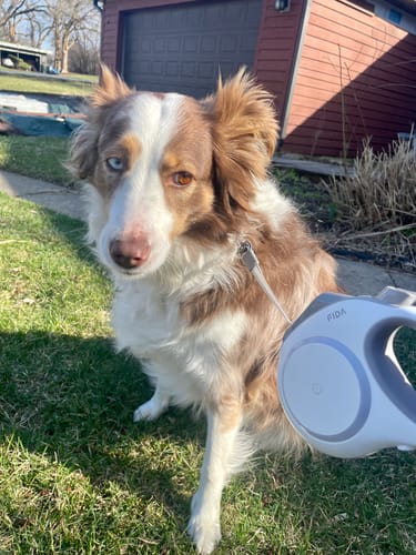 Customer photo review of FIDA Retractable LED Lighted Dog Leash