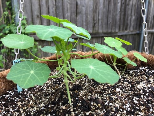 Customer photo review of Jewel Blend Nasturtium Seeds