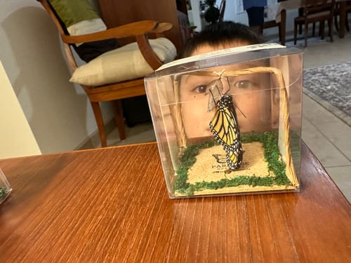 Customer photo review of (4) Classic Chrysalis Boxes + FREE GIFT