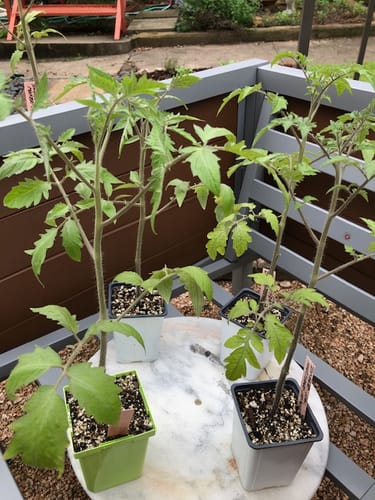 Customer photo review of Moneymaker Pole Tomato Seeds