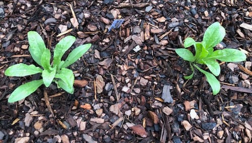 Customer photo review of Zeolights Calendula (Pot Marigold) Seeds