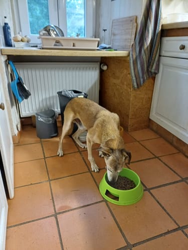 Customer photo review of JOINTSURE Condroprotetor cães I com grande concentração de mexilhão lábios verdes, glucosamina e condroitina natural I suplemento anti-inflamatório para articulações I 60 I 120 I 300 comprimidos