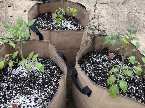 Customer photo review of Red & Yellow Pear Blend Pole Cherry Tomato Seeds