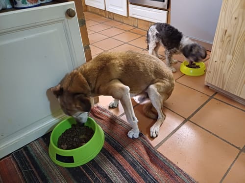 Customer photo review of Evexia Plus Gotas (40 ml) CBD