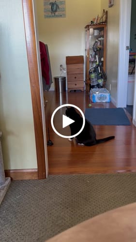 Customer video review of Interactive Bird Simulation Cat Toy Set | Leo's Paw