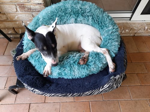 Customer photo review of Cover For PaWz Calming Pet Bed