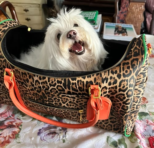Customer photo review of The Weekender - 3 Tone Leopard