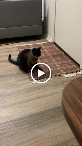 Customer video review of Replacement Parts (for Interactive Bird Simulation Cat Toy)
