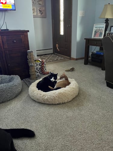 Customer photo review of Fluffy Cat Bed