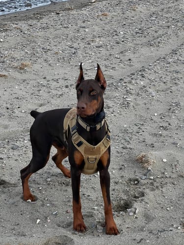 Customer photo review of NEW Upgraded Tactical No-Pull Team K9™ Dog Harness with 4 Quick-Release Metal Buckles, Reinforced Front & Back D-Rings, Hook & Loop Panels, Adjustable Straps, Reflective Strips, & Top Handle