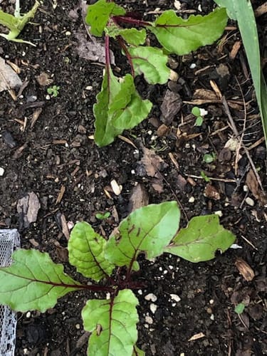 Customer photo review of Early Wonder Beet Seeds