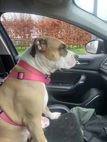 Customer photo review of City harness