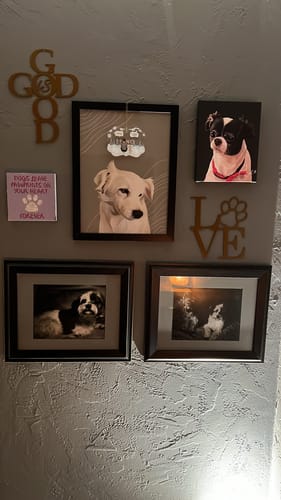 Customer photo review of Pet Canvas Wrap - Solo