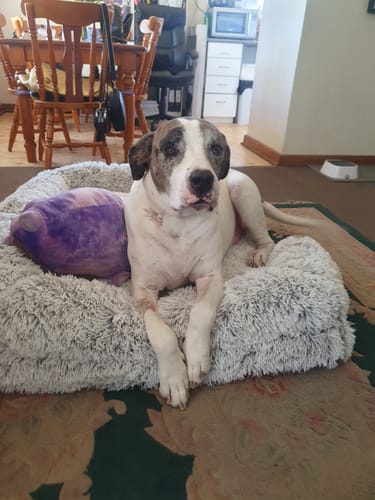 Customer photo review of PaWz Premium Pet Orthopaedic Bed