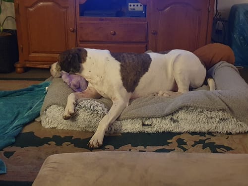 Customer photo review of PaWz Premium Pet Orthopaedic Bed