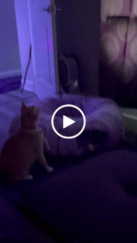 Customer video review of Interactive Bird Simulation Cat Toy Set | Leo's Paw