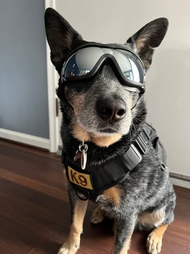 Customer photo review of Classic Heavy-Duty Tactical No-Pull Team K9™ Dog Harness With Front & Back D-Rings, Quick-Release Metal-Buckles, Hook & Loop Panels, & Top Handle