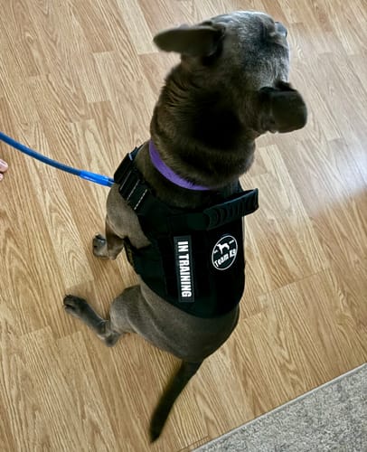 Customer photo review of NEW Upgraded Tactical No-Pull Team K9™ Dog Harness with 4 Quick-Release Metal Buckles, Reinforced Front & Back D-Rings, Hook & Loop Panels, Adjustable Straps, Reflective Strips, & Top Handle