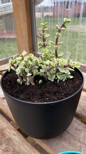 Customer photo review of Elephant Bush Variegated | Portulacaria afra