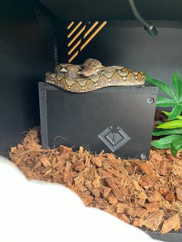 Customer photo review of BlackBox Subterranean Hides Small 6x6x4"