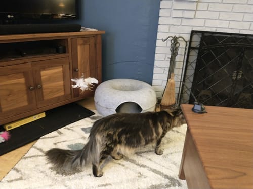 Customer photo review of Interactive Bird Simulation Cat Toy Set | Leo's Paw