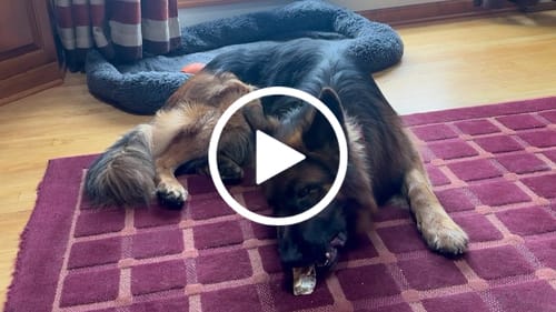 Customer video review of Ostrich Hip Bone. Long-lasting, Natural Dog Gnaw Treat by Savannah Pet Food