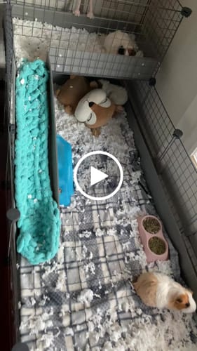 Customer video review of Piggy Condo C&C Cage with Balcony & Ramp