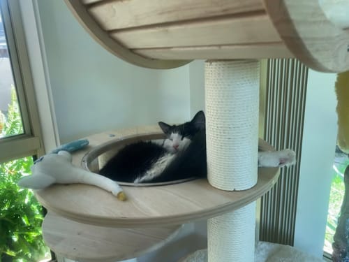 Customer photo review of Deluxe Modular Cat Tree: Customizable & Stylish Cat Kingdom Builder