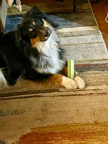 Customer photo review of MIX FLAVORED CHEWS ( A PACK OF 4 STICKS )