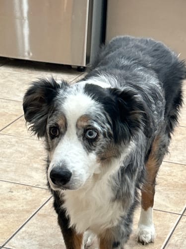 Customer photo review of Medium Wild Salmon CBD Oil - 350 MG : 1 OZ : Healthy Hips & Joints Care Formula CBD for dogs and cats