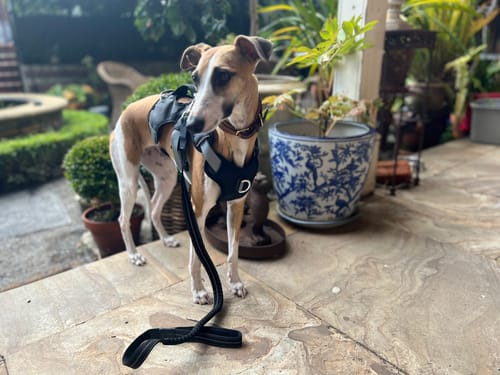 Customer photo review of 1.2m Shock Absorbing Bungee Dog Lead