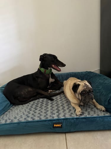 Customer photo review of PaWz Premium Pet Sofa Bed
