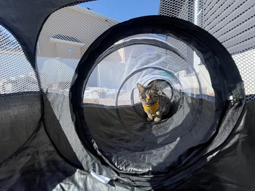 Customer photo review of Playpen Cat Tunnel (New)