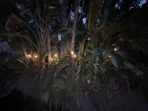 Customer photo review of Litehouse LED Festoon Outdoor Bulb String Lights - Traditional Bulb - 220-240V - Black String