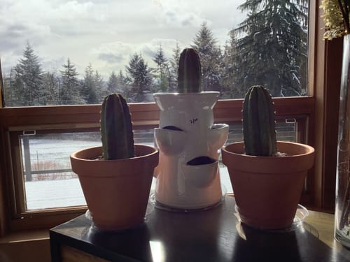 Customer photo review of San Pedro Cactus Cuttings | Echinopsis (Trichocereus) pachanoi Cuttings