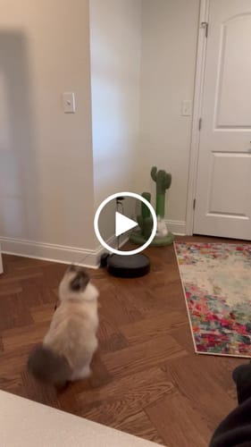 Customer video review of Interactive Bird Simulation Cat Toy Set | Leo's Paw