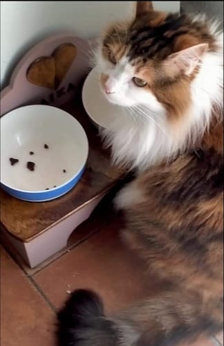 Customer photo review of Crocchette gatto formula Pesce Azzurro dell'Oceano Pacifico e Mirtilli