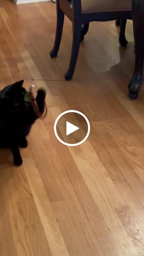 Customer video review of Interactive Worm Simulation Cat Toy Set