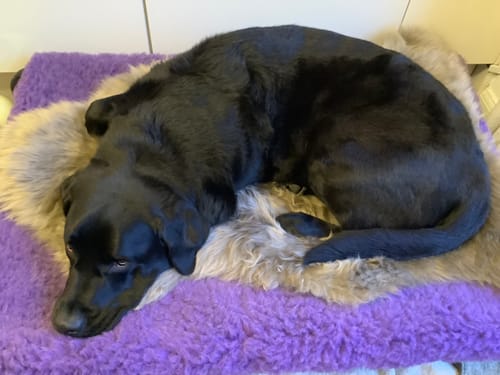 Customer photo review of Lilac & Purple Reversible Pad
