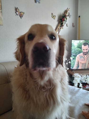 Kundenbewertung mit Foto zu BELISY > Gelenk Komplex < Gelenktabletten für Hunde & Katzen - 100 Tabletten