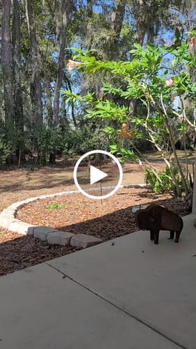 Customer video review of Dichroic Spinner Suncatcher with Infused Cremains