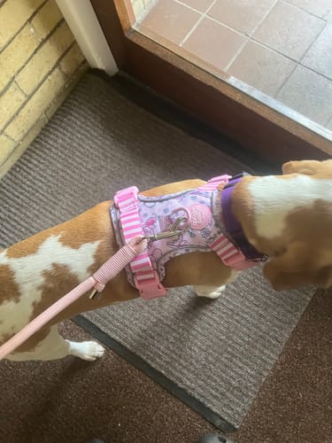 Customer photo review of Tough Trails™ Harness - Piglet