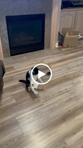 Customer video review of Replacement Parts (for Interactive Bird Simulation Cat Toy)
