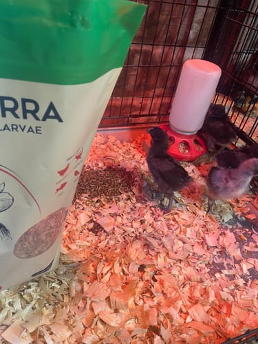 Customer photo review of GrubTerra Dried Larvae