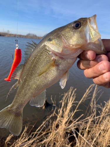 Customer photo review of Bahama Blue 8X- Ultra Performance 8 Strand